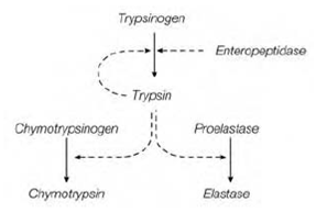 715_Pancreatic proteases.png